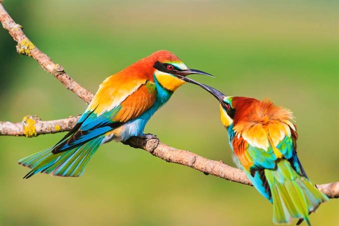 Biosiversity - birds